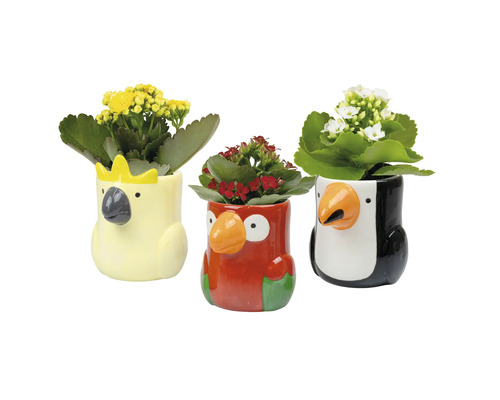 Höstglöd/våreld FLORASELF Kalanchoe Sunshine Birds krukstorlek Ø6cm Tre djurformade blomkrukor med blommor