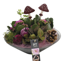 Arrangemang med växter, dekorativa svampar, dekorativa pumpor och kottar i en skål