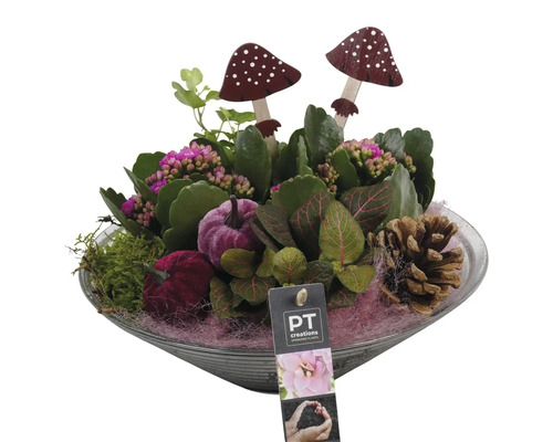 Krukväxtarrangemang lila FLORASELF glasskål Ø26cm Arrangemang med växter, dekorativa svampar, dekorativa pumpor och kottar i en skål