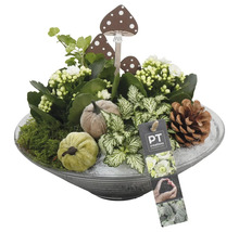 Dekorativ höstplanteringsskål med svampfigurer, pumpor, kottar och växtarrangemang i en glasskål