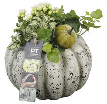 Dekoration med pumpa, växter och PT Creations logotyp