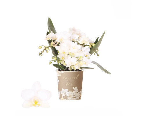 Vit orkidé FLORASELF Phalaenopsis 'Botanica Nazare' krukstorlek Ø9cm 4 stänglar Vit orkidé i kruka