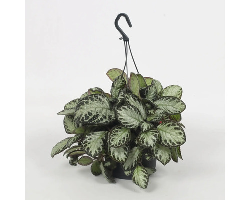 Hängande växt med mönstrade blad i kruka