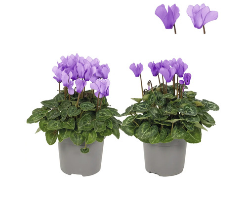 Minicyklamen FLORASELF Cyclamen 'Bleu Dragon' krukstorlek Ø10,5cm Två krukväxter av cyklamen med violetta blommor och gröna blad i grå krukor.
