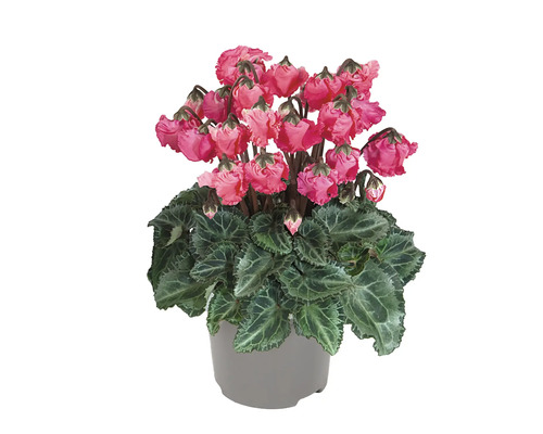 Cyklamen FLORASELF Cyclamen Pink Bells krukstorlek Ø10,5cm Cyklamen krukväxt inomhus