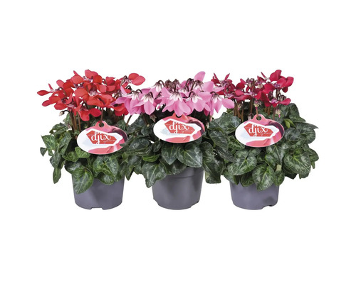 Cyklamen FLORASELF Cyclamen Dijx mix krukstorlek Ø12cm Tre cyklamor i krukor med röda och rosa blommor