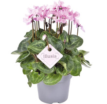 Krukväxt med rosa blommor och Illusia-etiketten