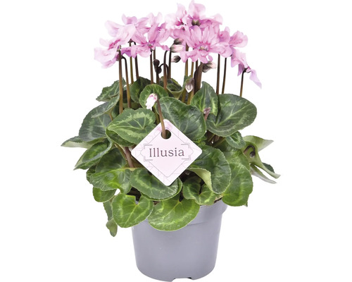 Cyklamen FLORASELF Cyclamen Illusia krukstorlek Ø12cm Krukväxt med rosa blommor och Illusia-etiketten
