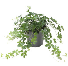 Gynostemma-planta i kruka