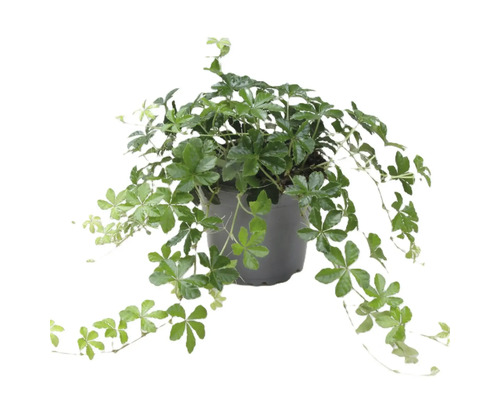 Dvärgcissus FLORASELF Cissus striata krukstorlek Ø12cm Gynostemma-planta i kruka