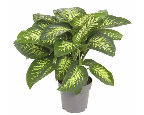 Prickblad FLORASELF Dieffenbachia 'Reeva' Ø24cm Dieffenbachia växt i kruka