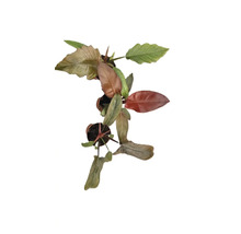 Philodendron krukväxt i kruka