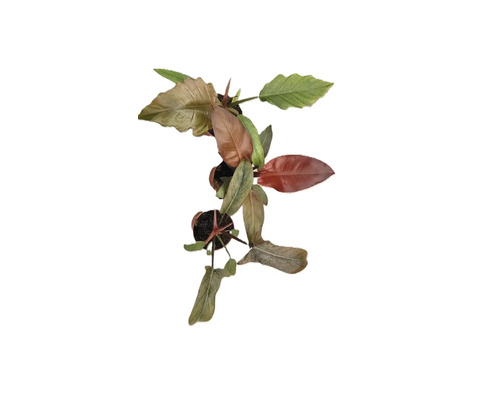 Philodendron krukväxt i kruka