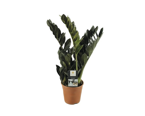 Zamioculcas Raven krukväxt i kruka