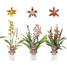 Tre Cambria orkidéer i krukor med olika blommor