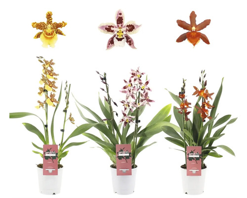 Brudorkidé mix FLORASELF Phalaenopsis multiflora krukstorlek Ø12cm 2 stänglar Tre Cambria orkidéer i krukor med olika blommor