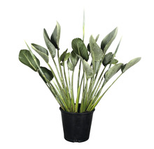 Strelitzia i en svart kruka