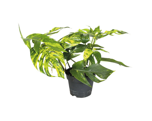 Monstera krukväxt i en kruka