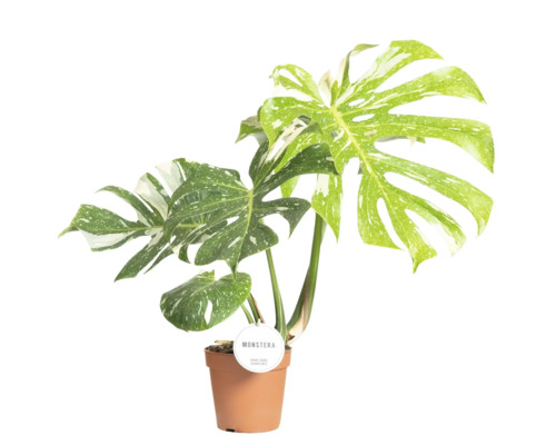 Monstera krukväxt med variegerade blad