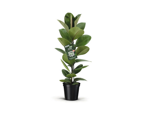 Vitbladig fönsterfikus FLORASELF Ficus elastica 'Tineke' krukstorlek Ø21cm Fikus krukväxt