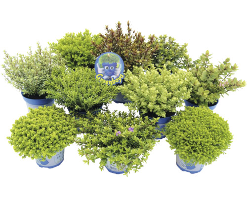 Olika städsegröna buskar i krukor