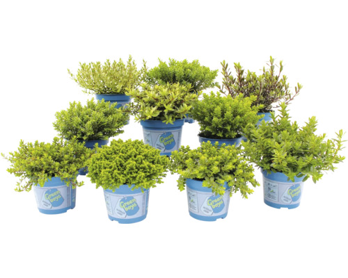 Flera krukväxter av arten buskkaprifol i blå krukor