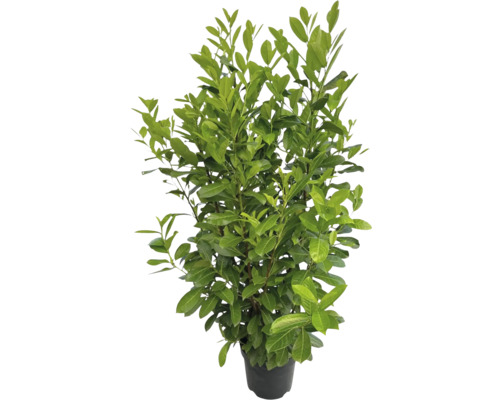 Lagerhägg Prunus laurocerasus 'Rotundifolia' 125-150cm Co 12L Lagerhägg i kruka