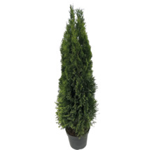 Thuja i kruka