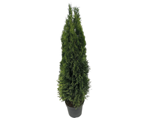 Thuja i kruka