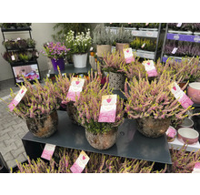 Diverse ljungväxter i krukor på ett försäljningsstånd.