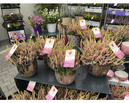 Diverse ljungväxter i krukor på ett försäljningsstånd.