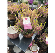 Gyllene ljung i keramikkruka med växtetikett