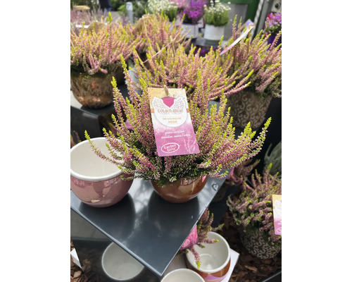 Gyllene ljung i keramikkruka med växtetikett