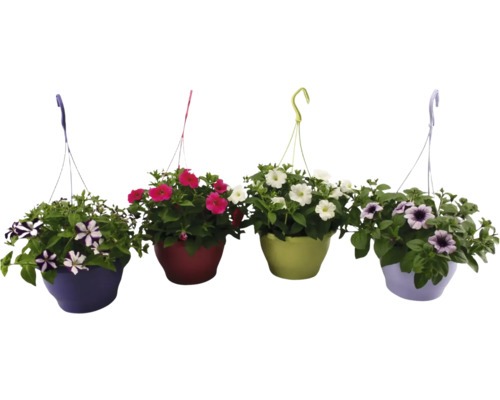 Fyra olika färgade hängkrukor med petunior med färgglada blommor