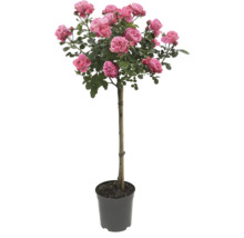 Ros i kruka med rosa blommor