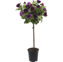 Ros på stam med violetta blommor i kruka