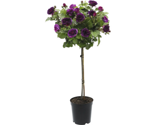 Ros på stam med violetta blommor i kruka