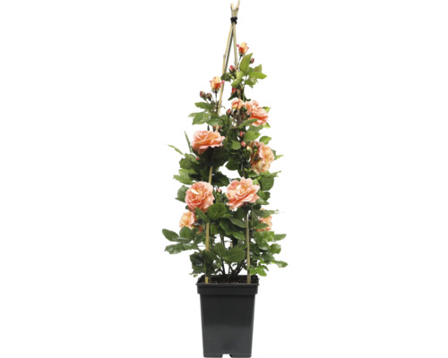 Klätterros i kruka med spaljé