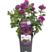 Rosa Minerva i kruka