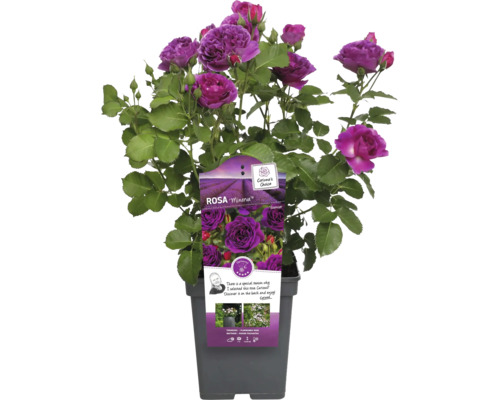 Rosa Minerva i kruka