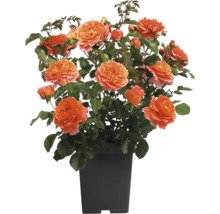 Orange rabattros i kruka