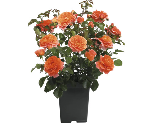 Orange rabattros i kruka