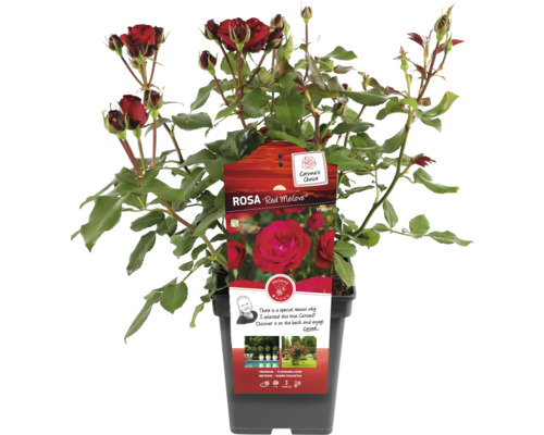 Red Meilove Ros i kruka