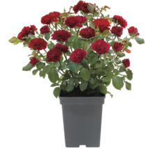 Buskros i en kruka med röda blommor