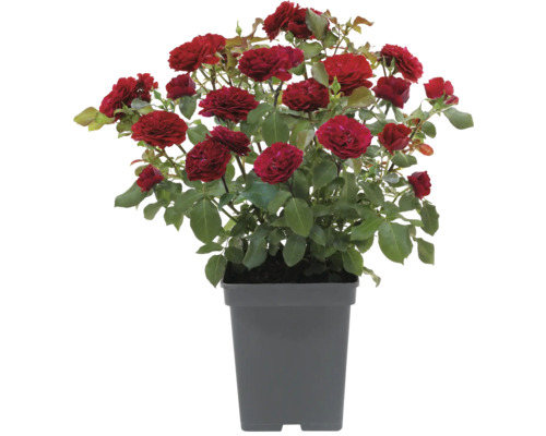 Buskros i en kruka med röda blommor