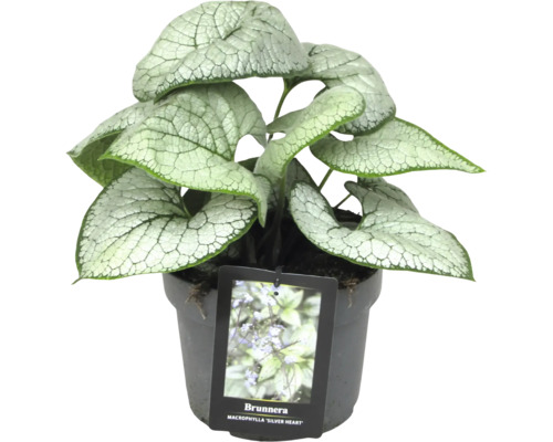 Kaukasisk förgätmigej ''Silver Heart'' i kruka