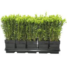 Buxbom plantor i plantskolekrukor på en plantskiva