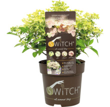 Syrenhortensia Swith Ophelia i kruka