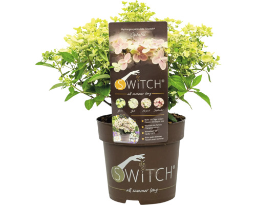 Syrenhortensia Swith Ophelia i kruka