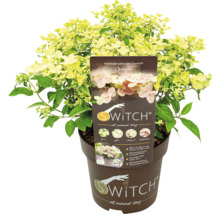 Hortensia Switch Ophelia i kruka